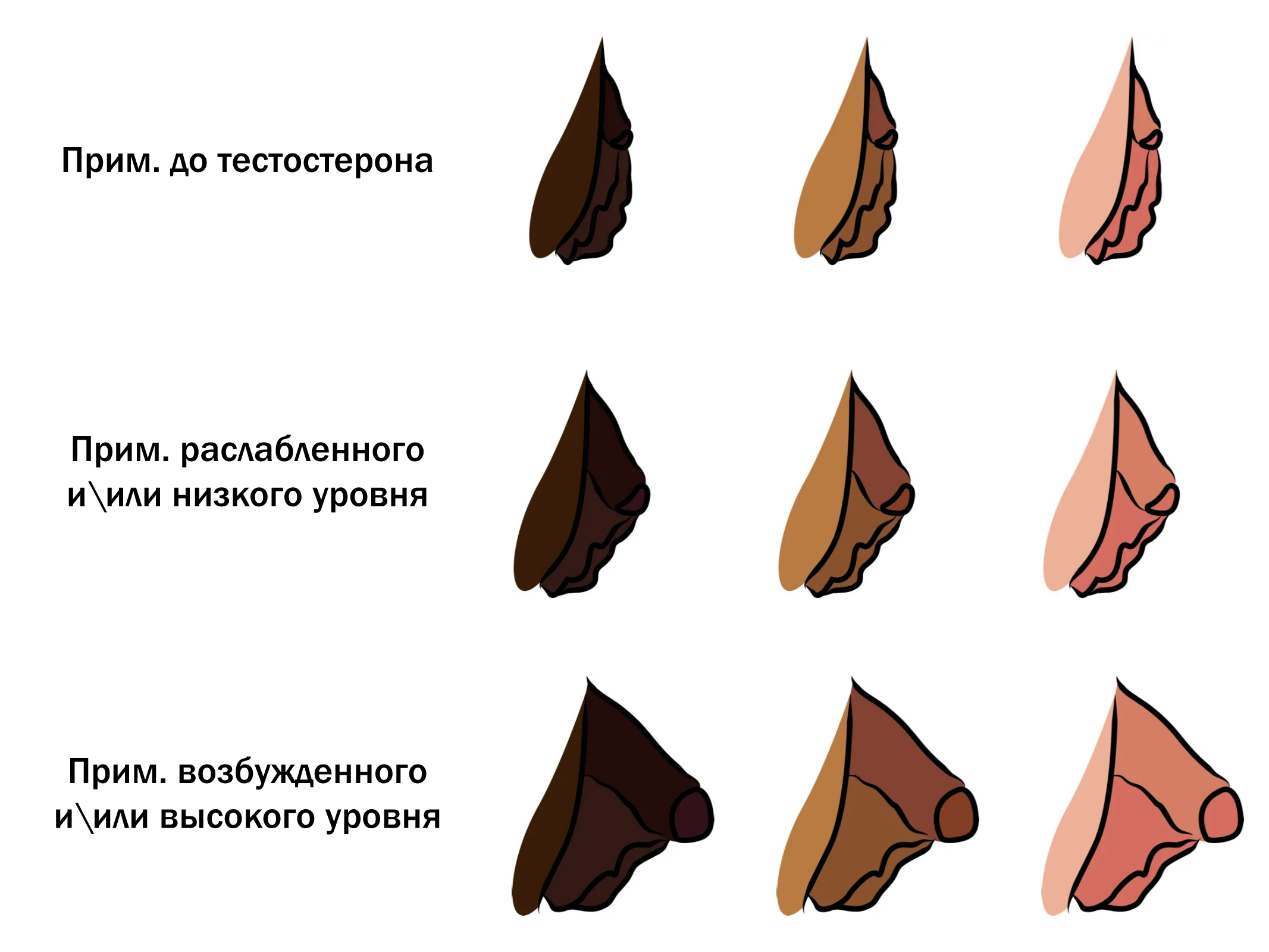 диаграмма нижнего роста клитора до и после ЗГТ с тестостероном в профиль